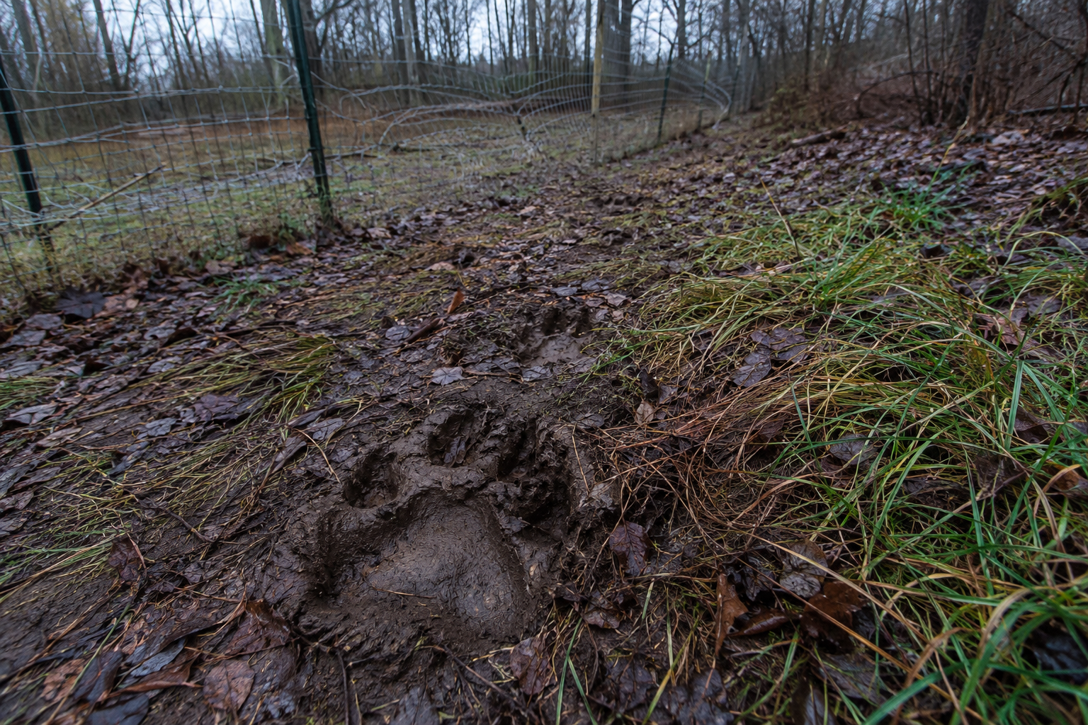 Large muddy tracks inside a fenced plot with a bent deer-exclusion fence in the background.