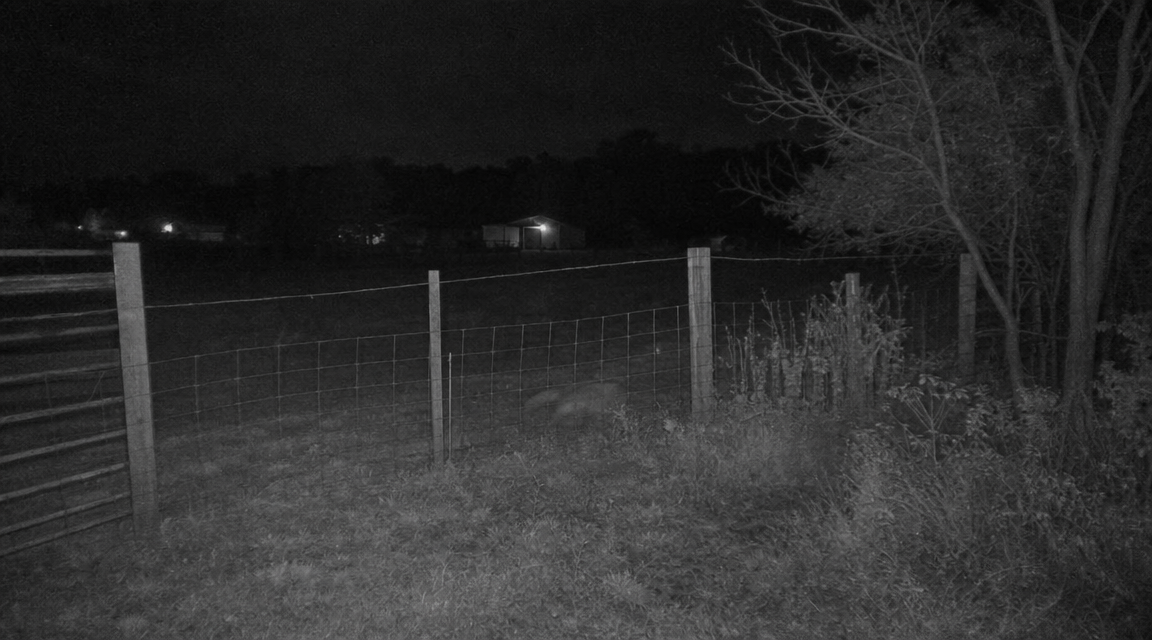 Blurred low shape beside goat pasture fence
