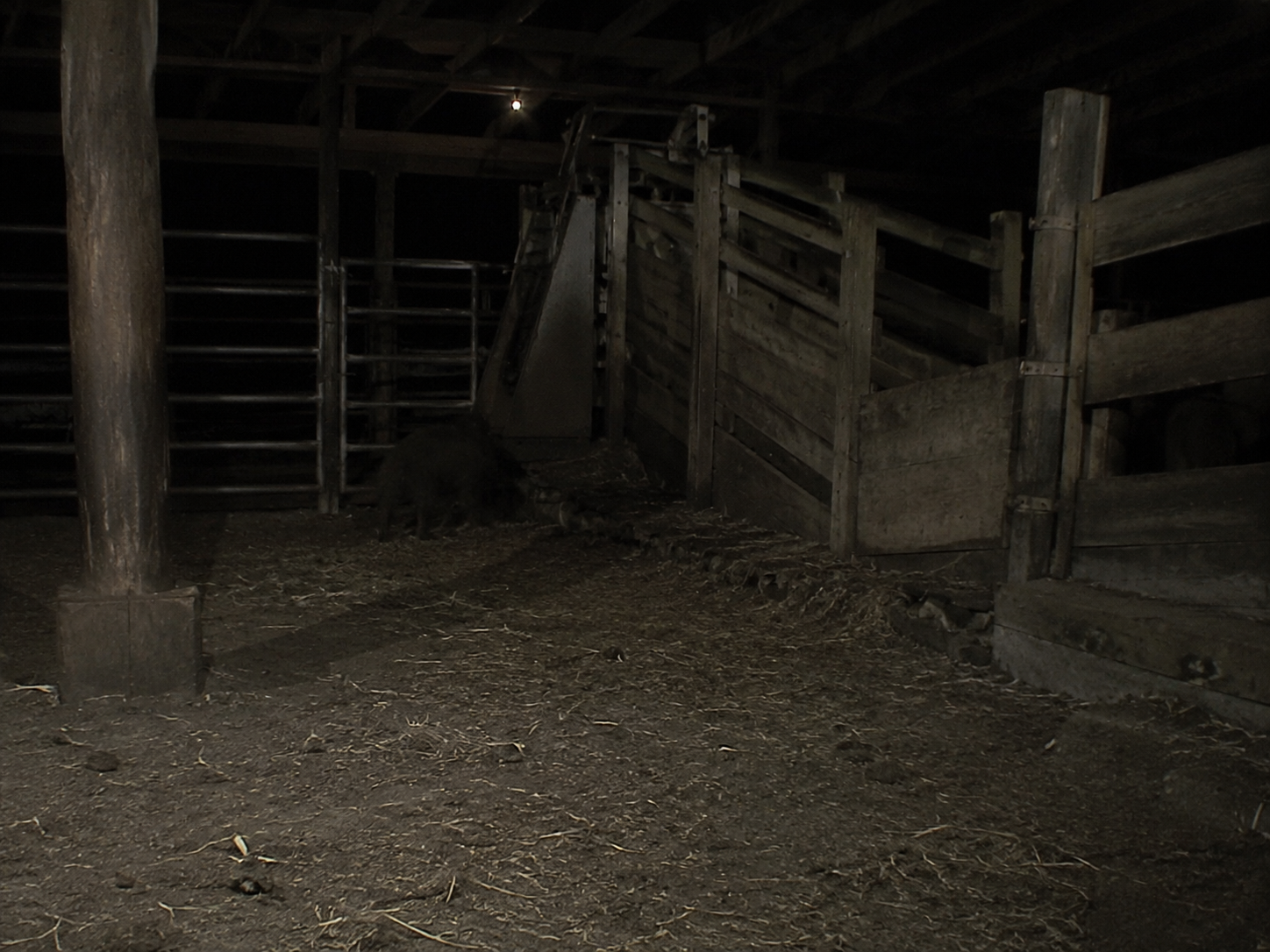 Low dark shape near feed chute