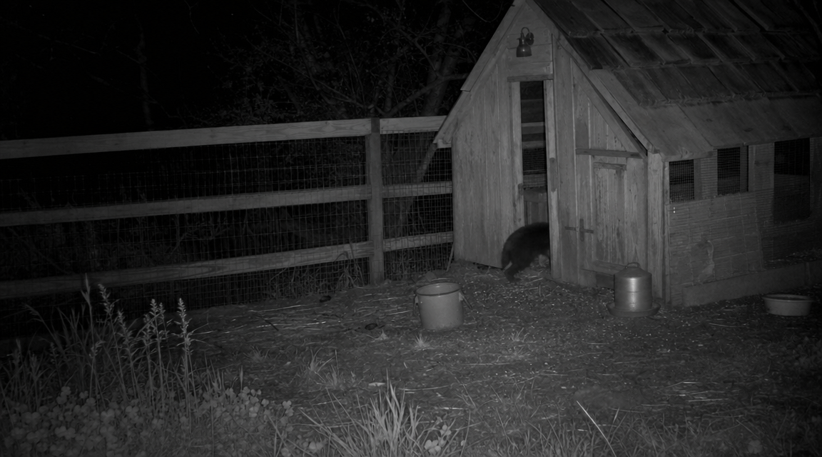 Grainy trail camera view of an ambiguous low shadow near a chicken coop at night.