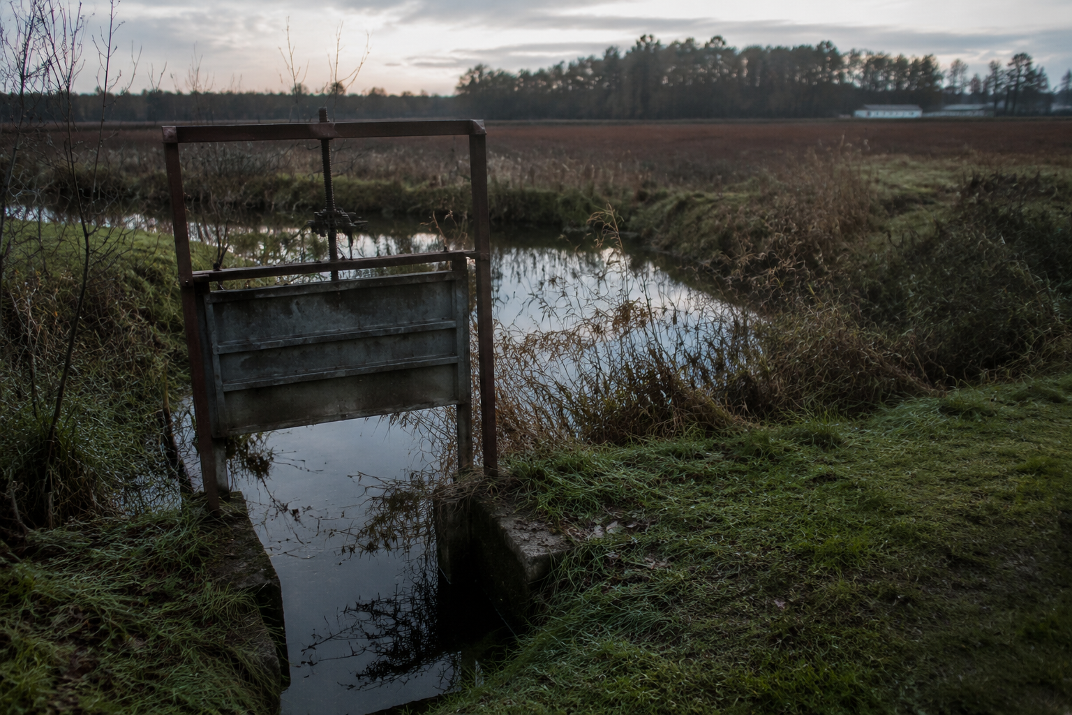 Flooded cranberry bog at dawn