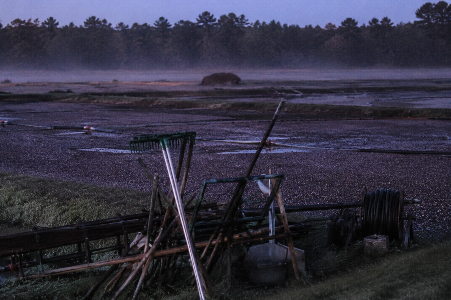 Dark shape behind cranberry rakes