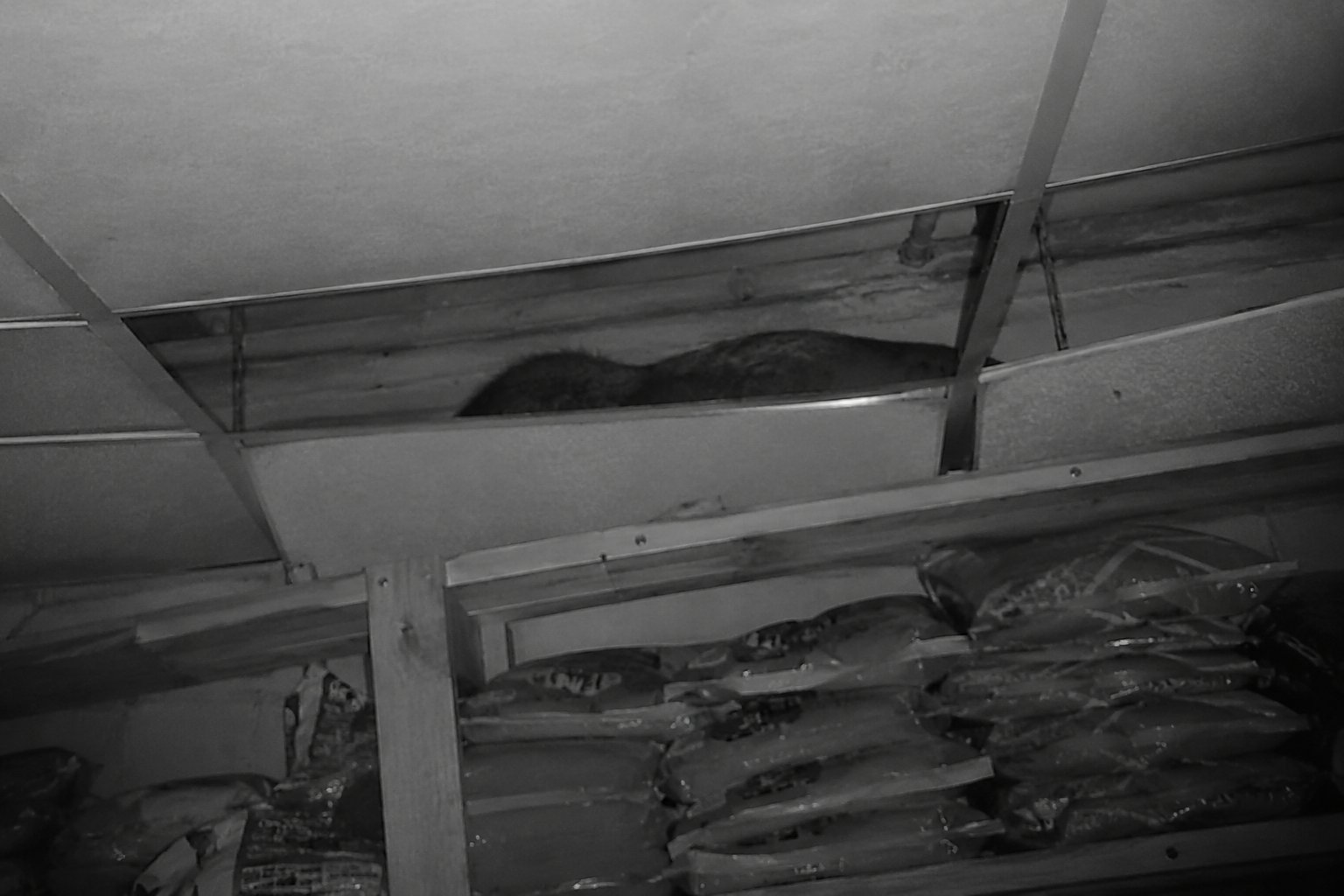 Grainy security still of a low long shape in a ceiling gap