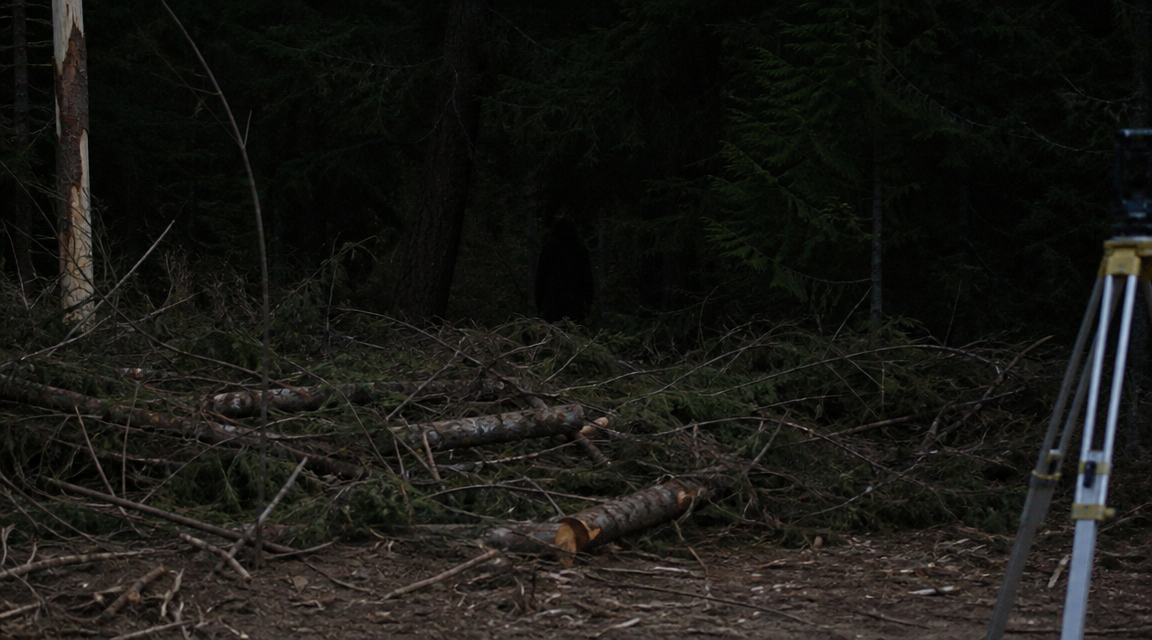 A low-light worksite photo with a broad dark upright shape barely visible behind stacked logging slash.