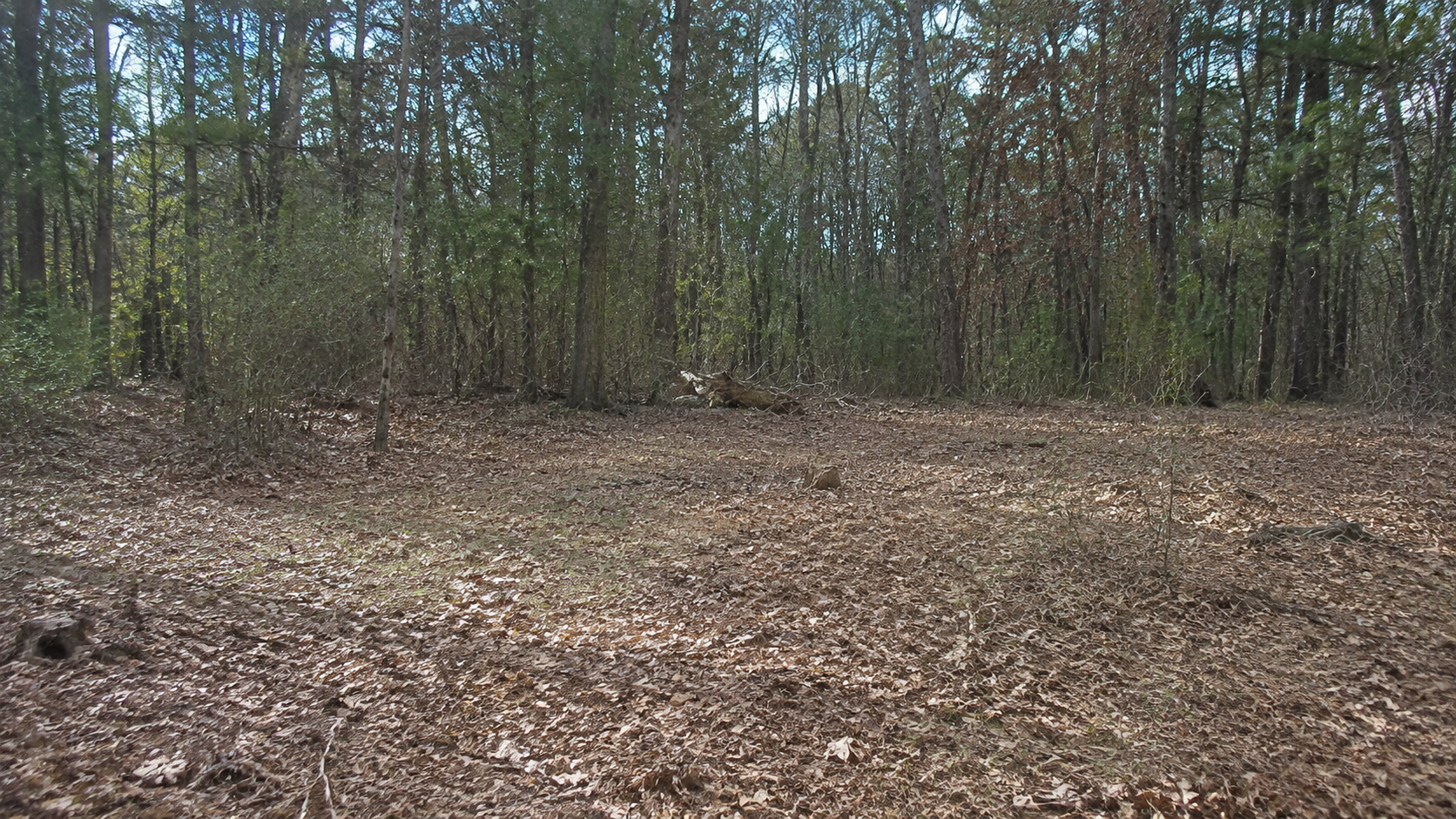 Daylight view of the same clearing with no door or building visible.