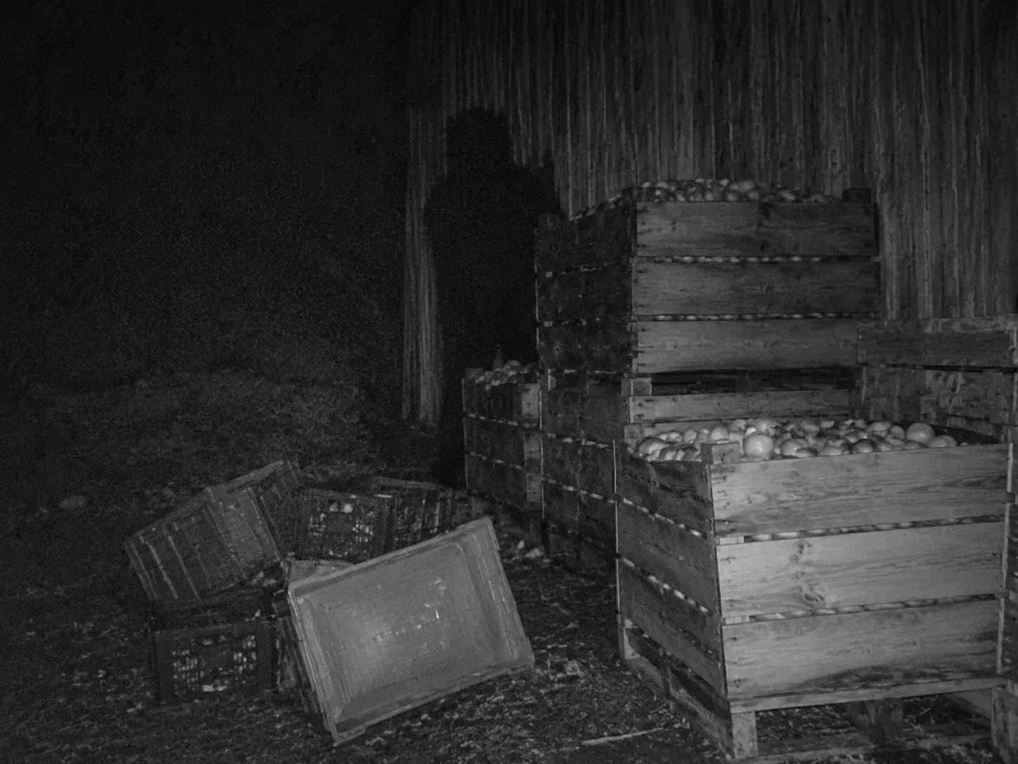 Dark shape behind apple bins