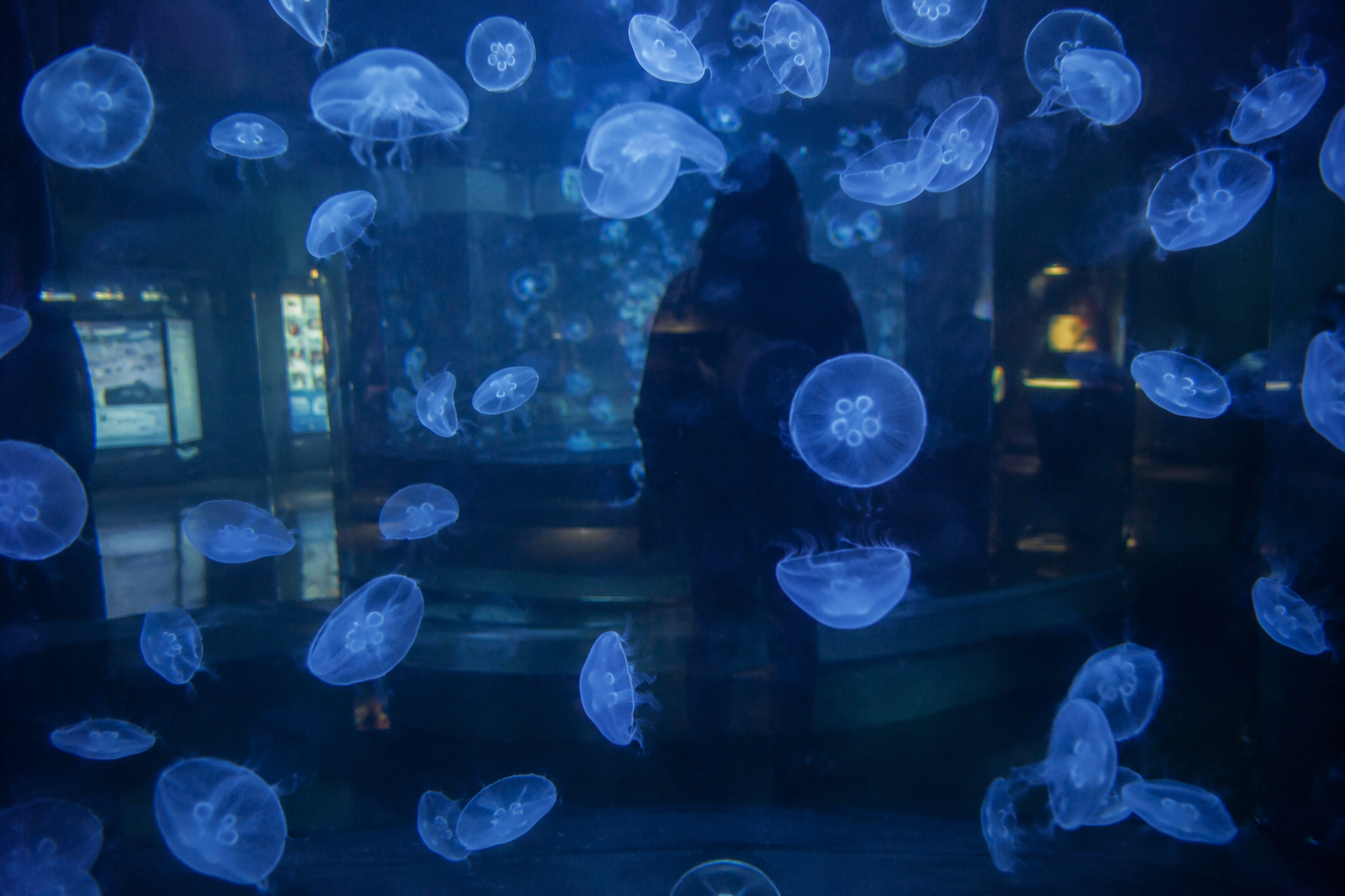 Shadow behind reflected moon jelly tank
