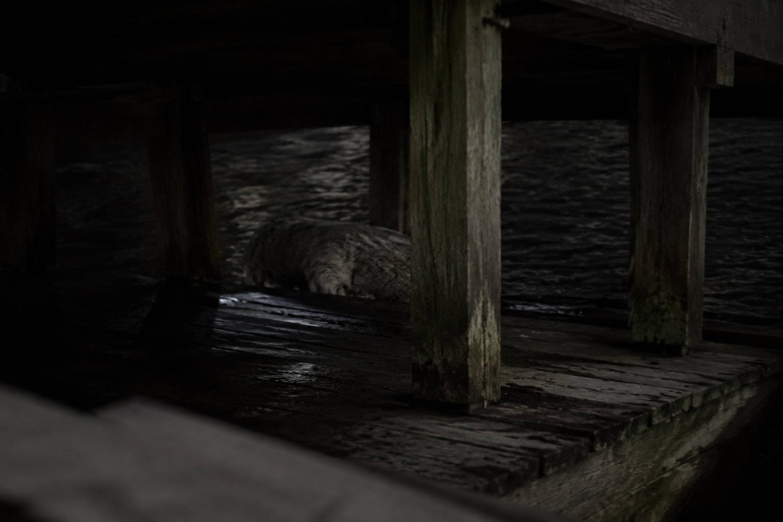 Pale low shape under bait shop dock