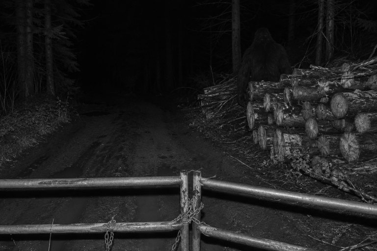 Forestry gate camera view of a muddy logging road with a massive dark hairy figure partly hidden behind stacked cut logs.