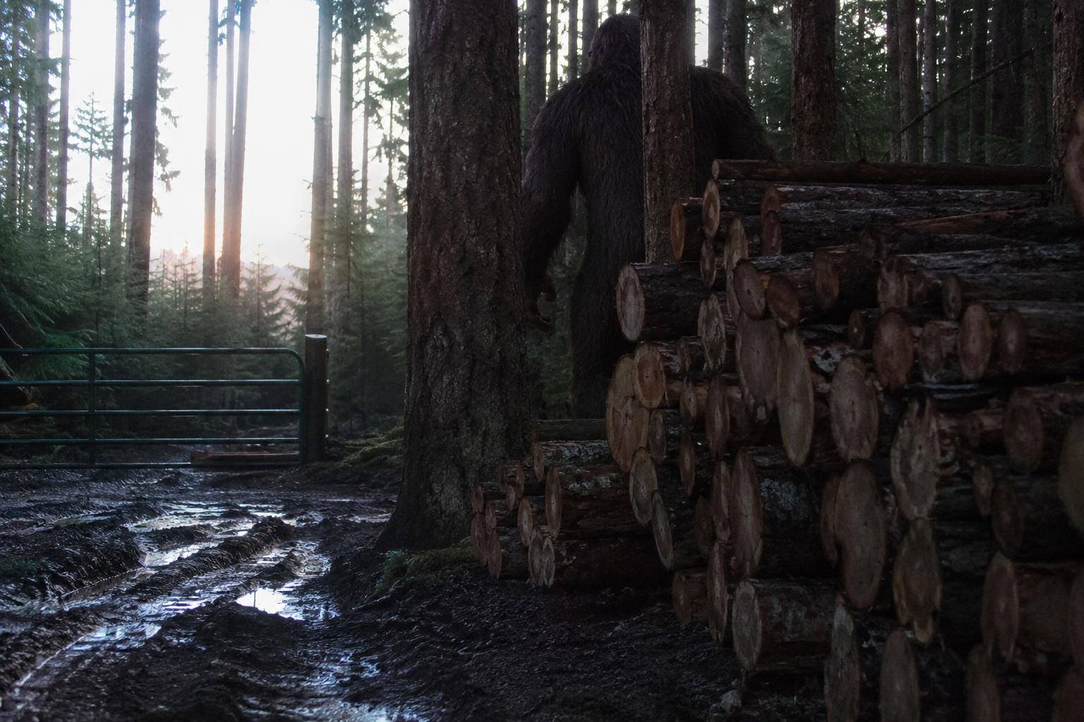 Rainy Blackwater logging gate with tire ruts and a huge dark figure stepping behind stacked roadside logs.