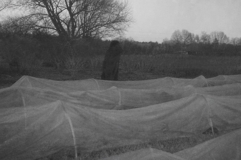 Dark upright shape behind frost cloth rows