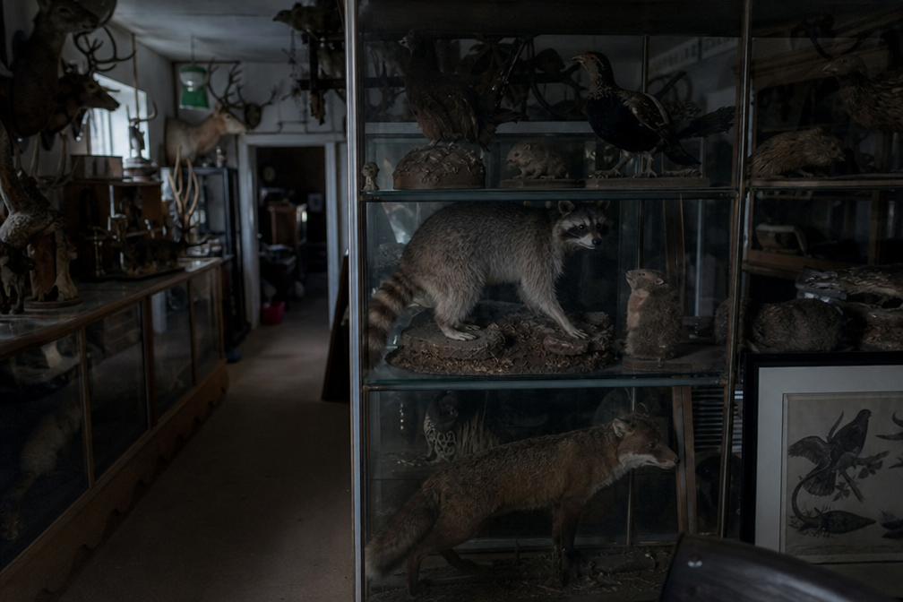 Raccoon mount inside a glass display case