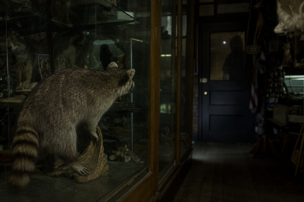 Dark shape reflected near taxidermy glass