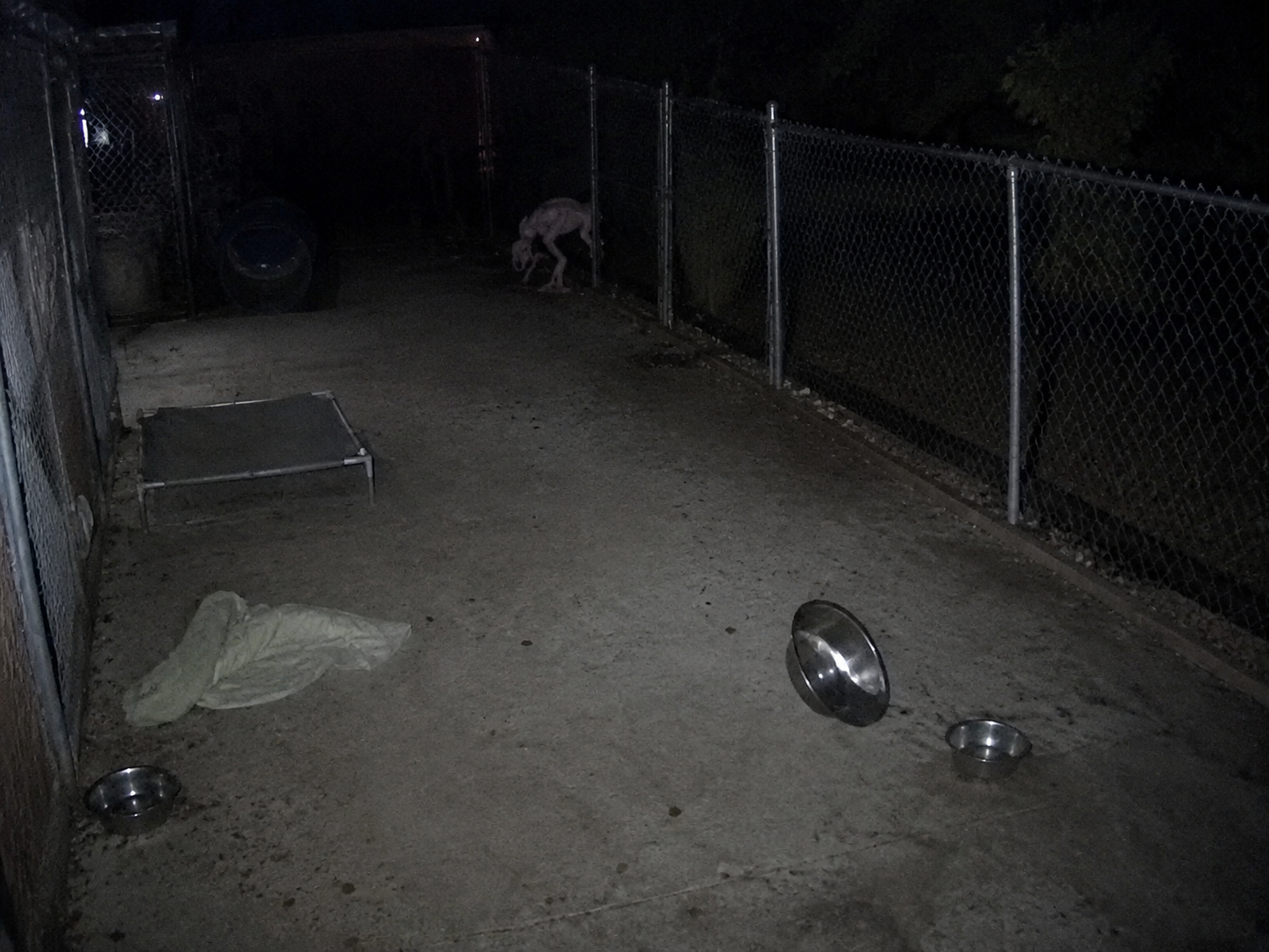 Security camera view of a shelter run with a strange bent-limb shape near the fence