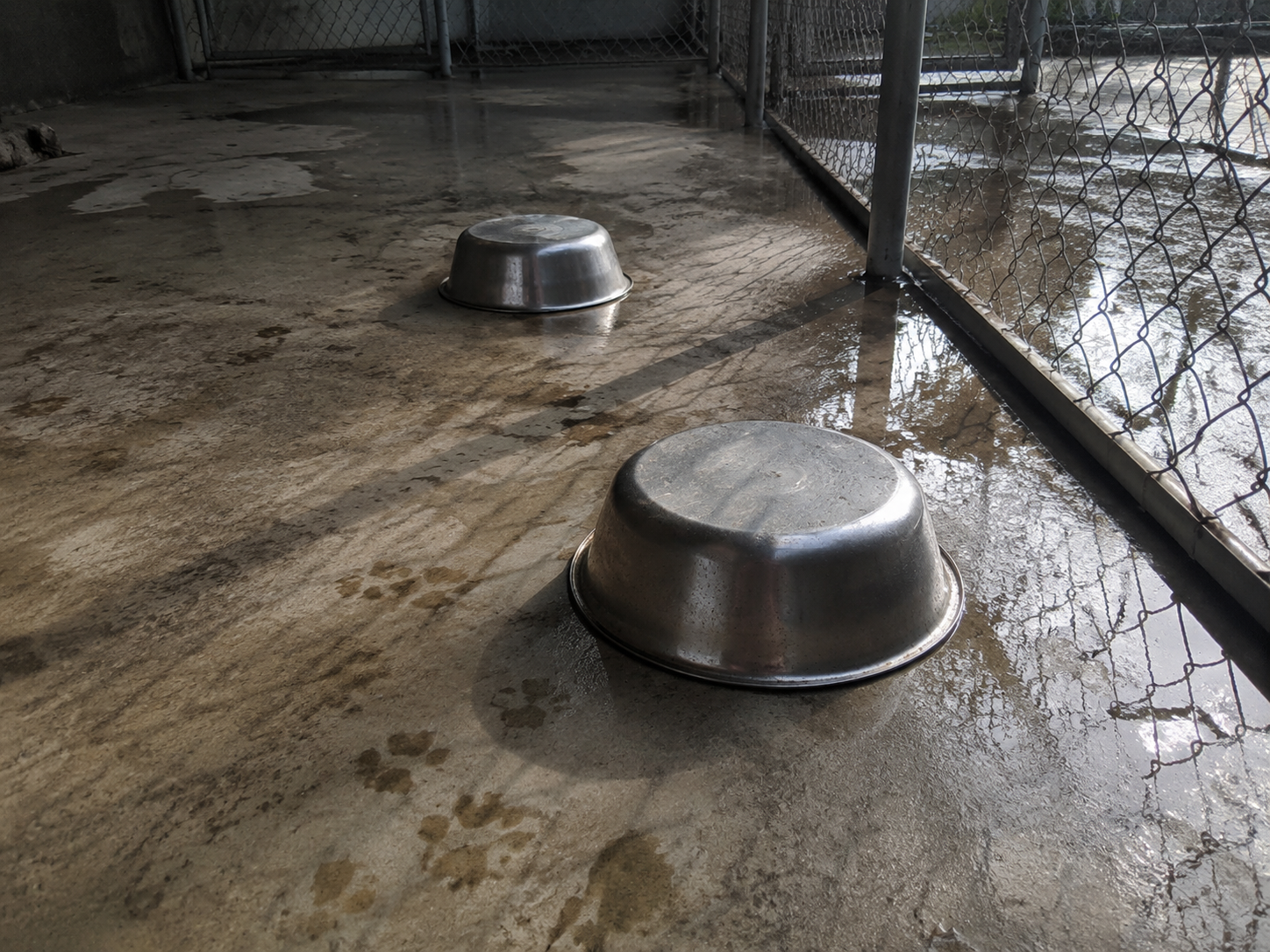 Overturned water bowls and splashed water on concrete in an outdoor kennel run