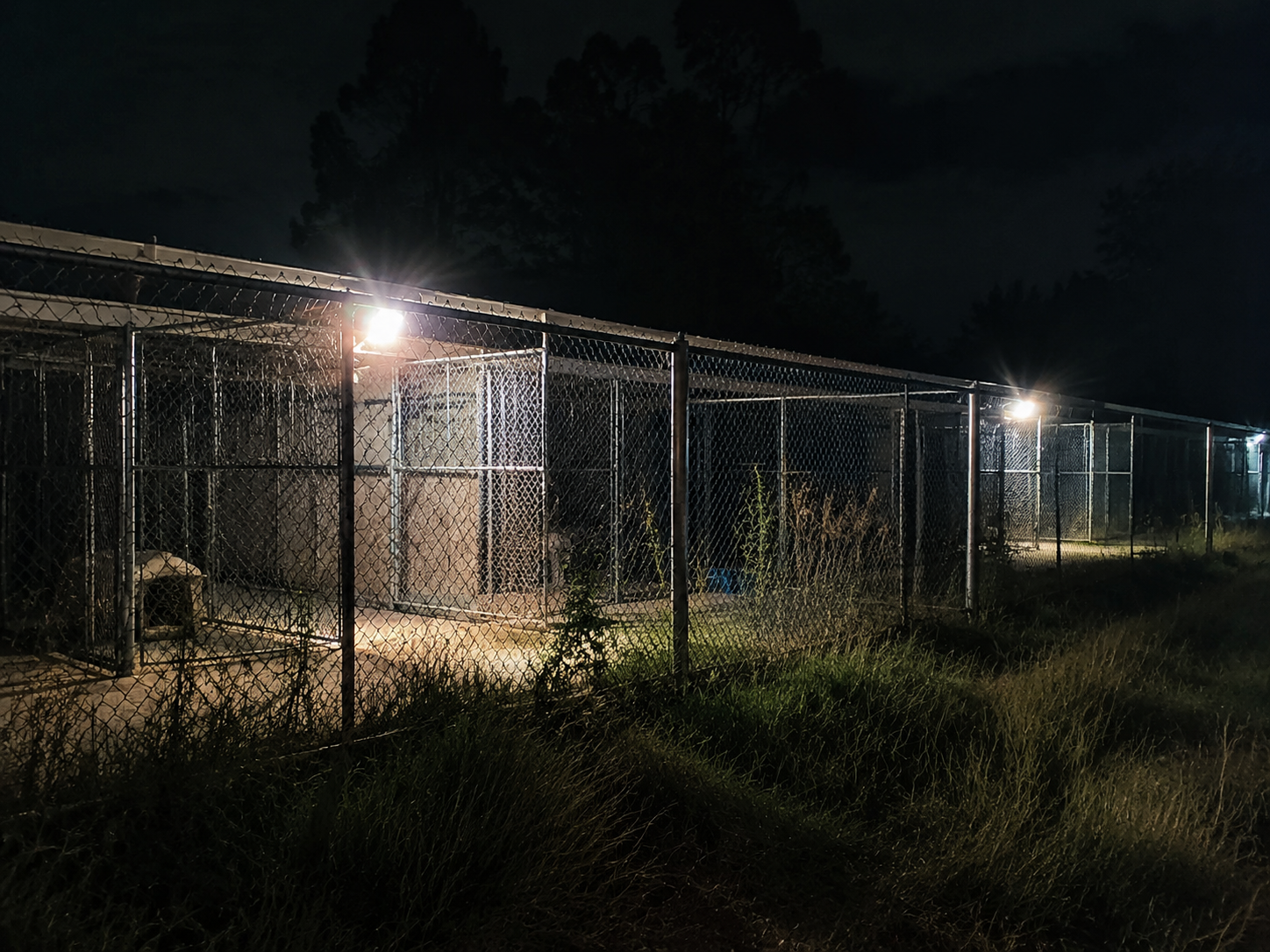 Empty animal shelter fence line at night under a security light