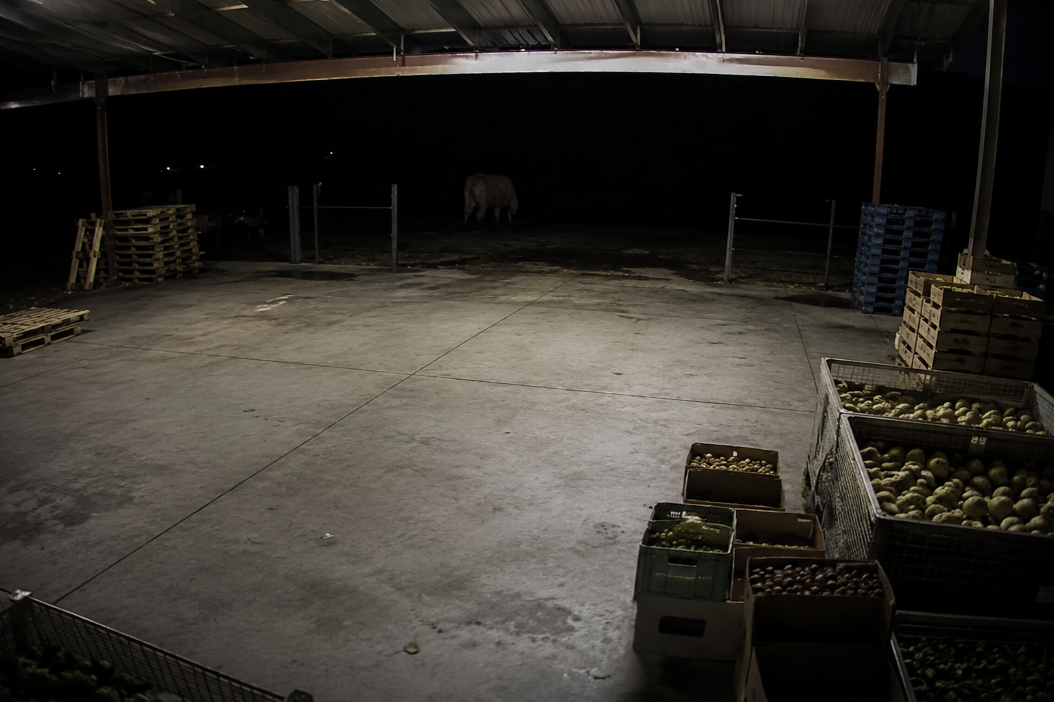 Empty produce market loading bay at night with a broad shadow near the back