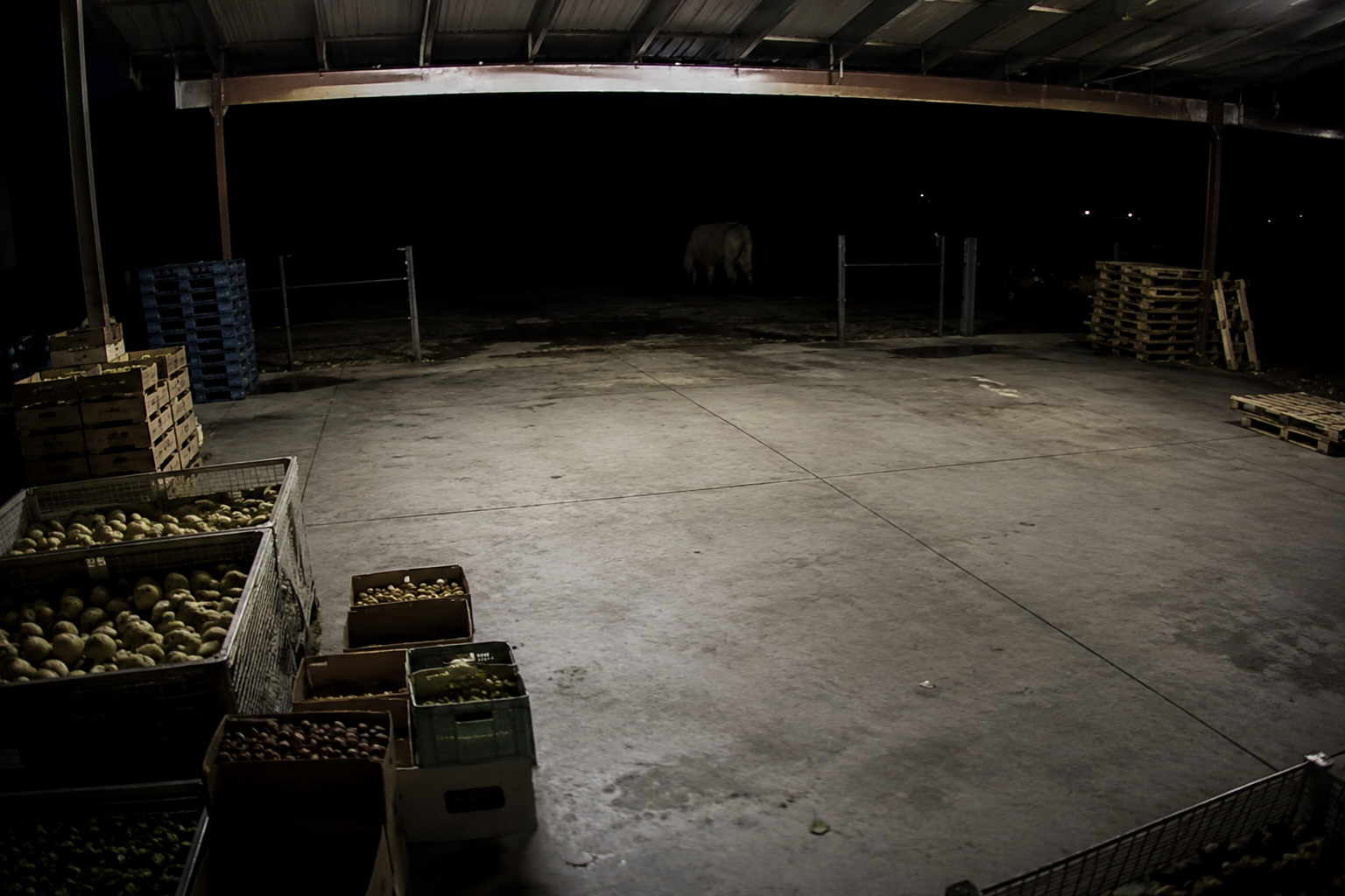 Rural produce market loading area beside dark woods under a security light