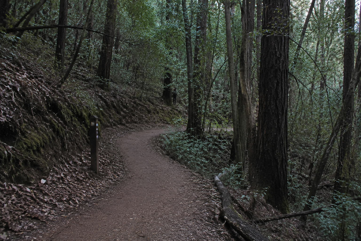 Ambiguous dark upright shape beyond a fire tower trail switchback