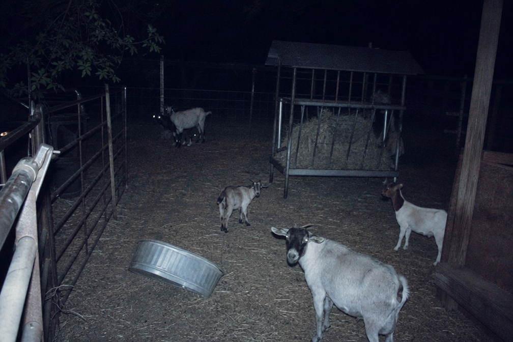 Night goat pen with displaced water trough