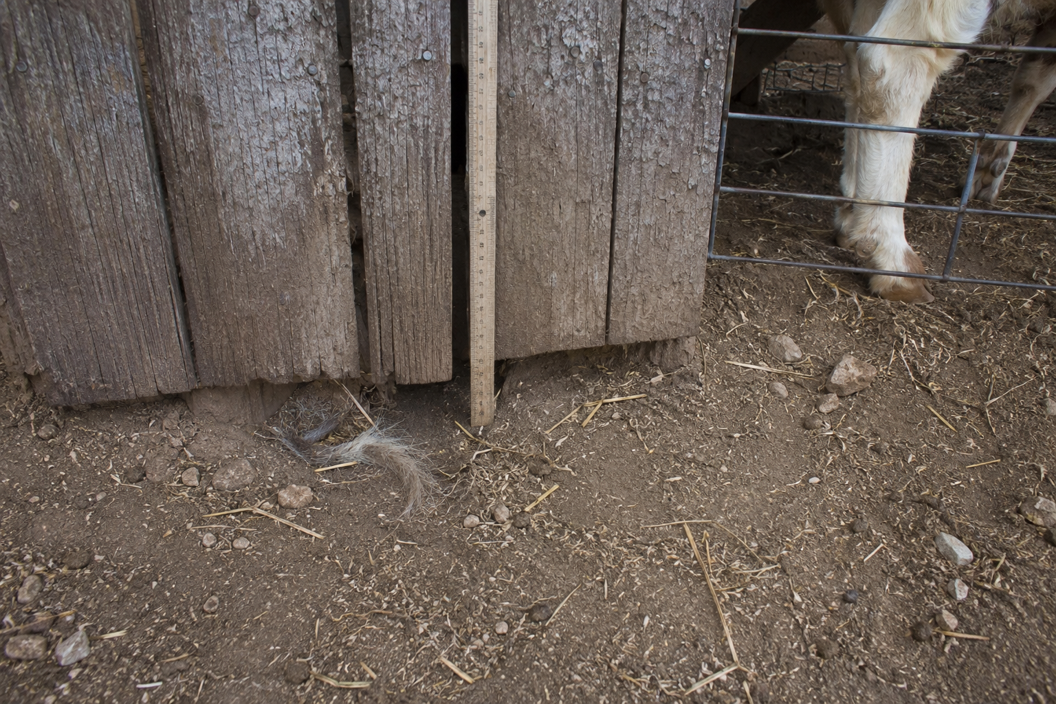 Narrow fence gap beside goat pen