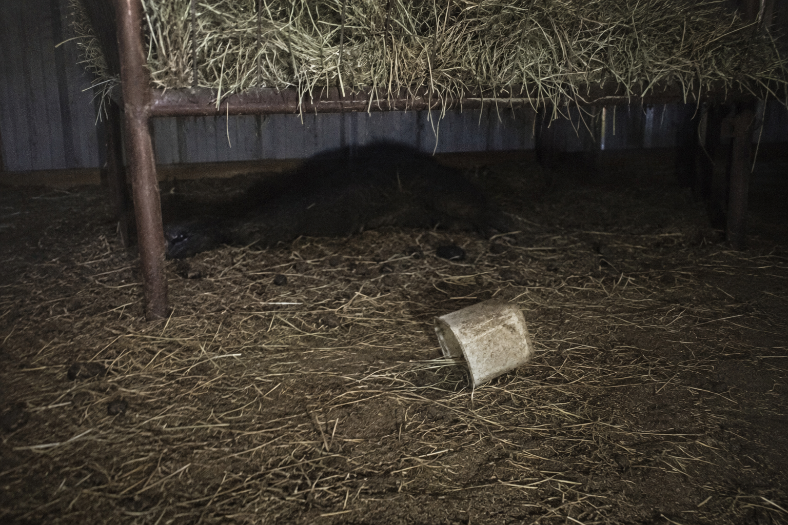 Dark low shape beneath hay rack