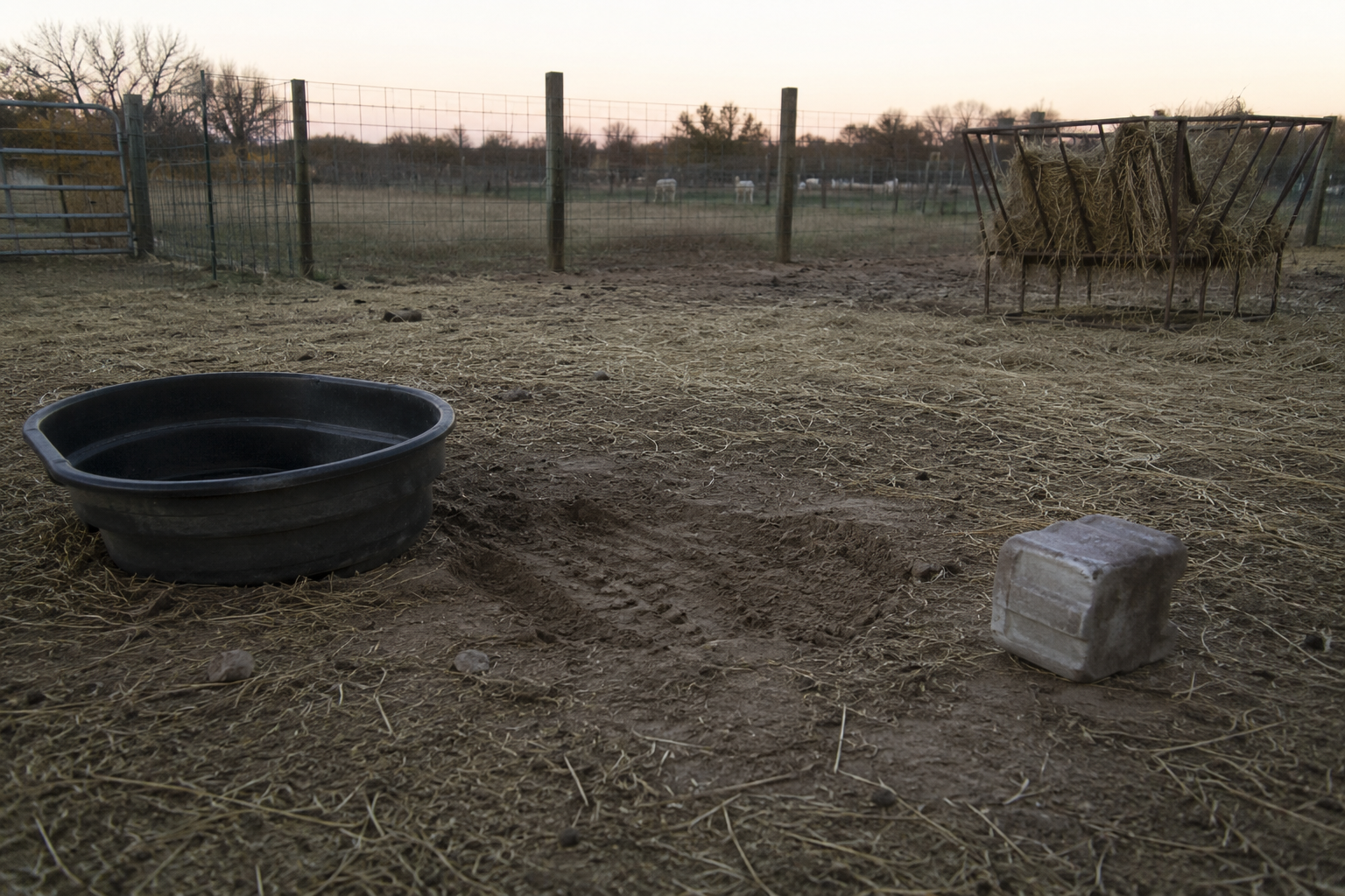 Morning pen aftermath with scrape marks