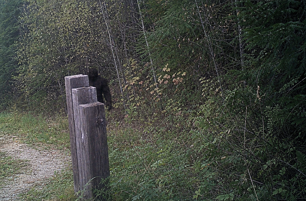 Dark upright shape behind posts near treeline