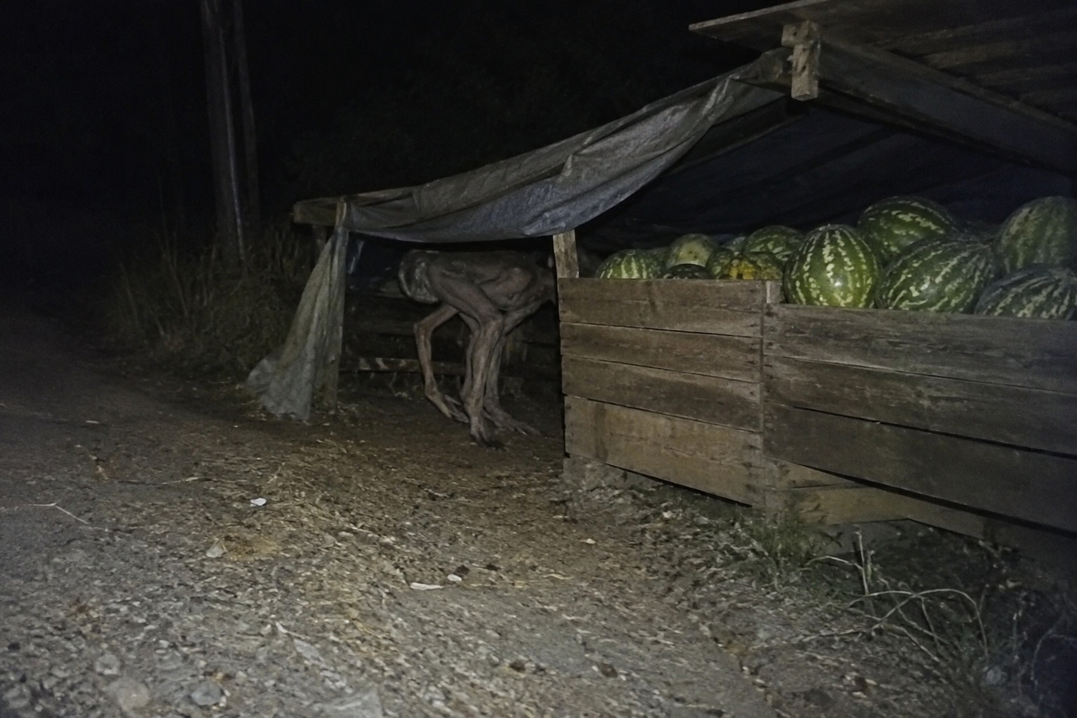 The tarp was lifted only enough for the thing to nose underneath, as if it knew exactly where the melons were kept.