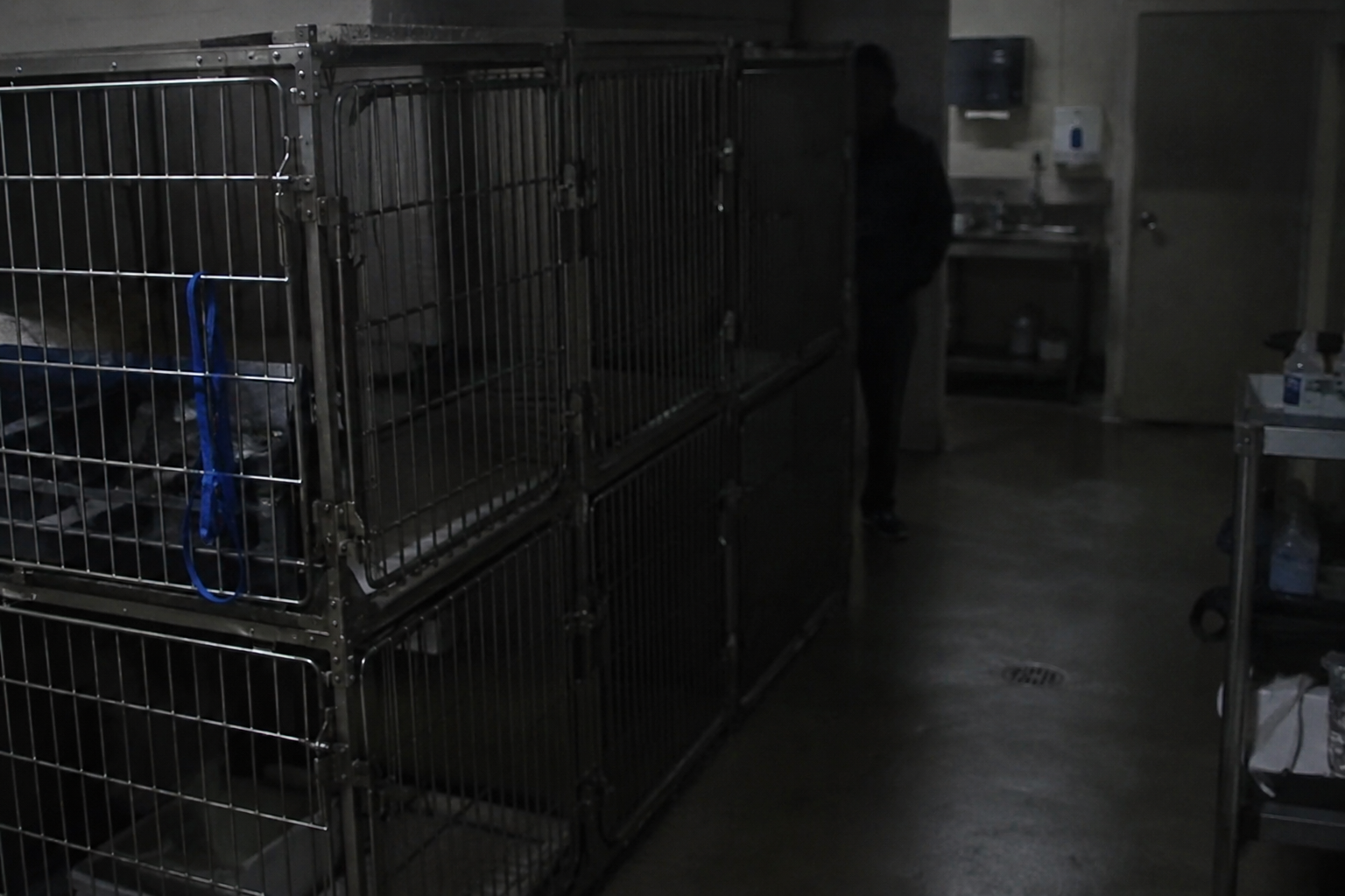 Dark figure near stainless kennel bank