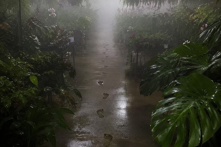 The Closed Greenhouse Mist Camera Showed Footprints Crossing The Wet Concrete reconstructed scene 1