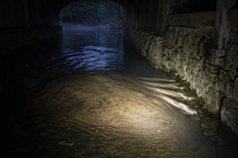 The Covered Bridge Creek Camera Showed A Massive Shape Under The Far Arch reconstructed scene 1
