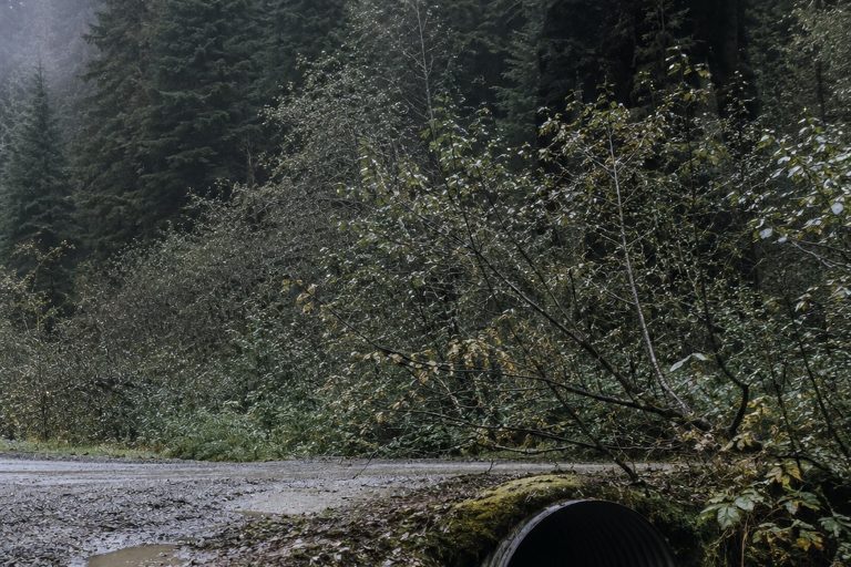 The Logging Road Culvert Photo With A Huge Shape Behind The Alder Brush reconstructed scene 1