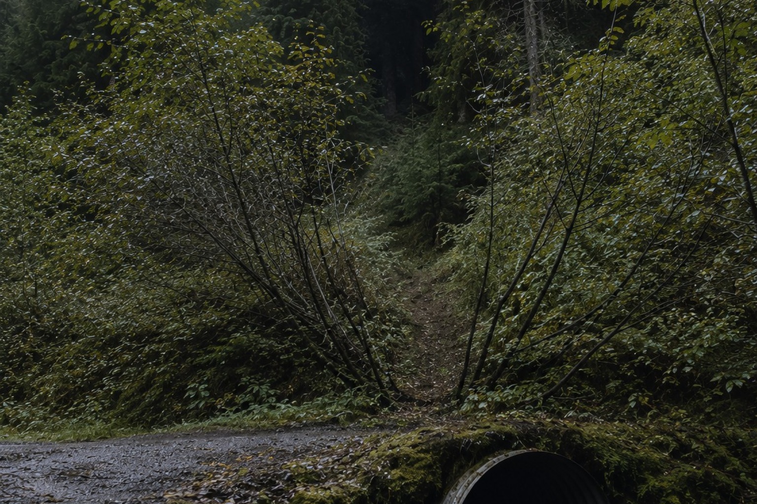 The Logging Road Culvert Photo With A Huge Shape Behind The Alder Brush reconstructed scene 3