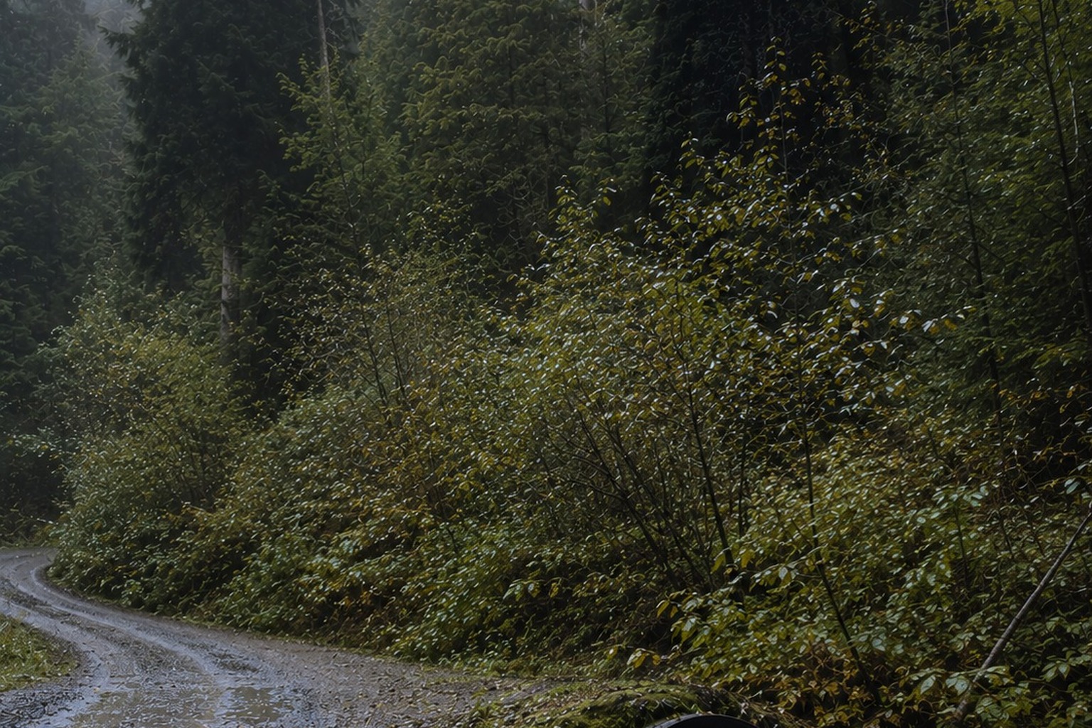 The Logging Road Culvert Photo With A Huge Shape Behind The Alder Brush reconstructed scene 4