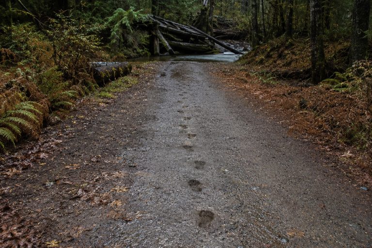 The Logging Road Track Line That Made The Searchers Stop At The Creek Bank