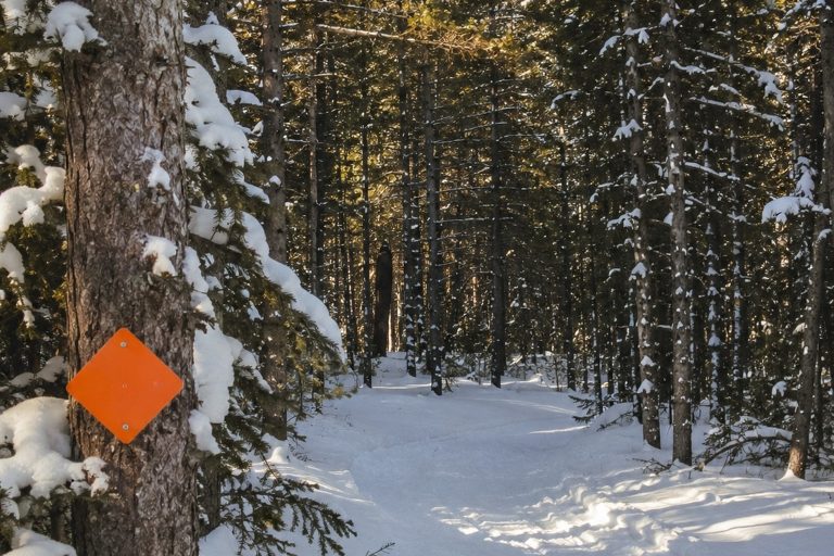 The Snowmobile Trail Marker Photo With A Tall Shape Beyond The Pines reconstructed scene image 1