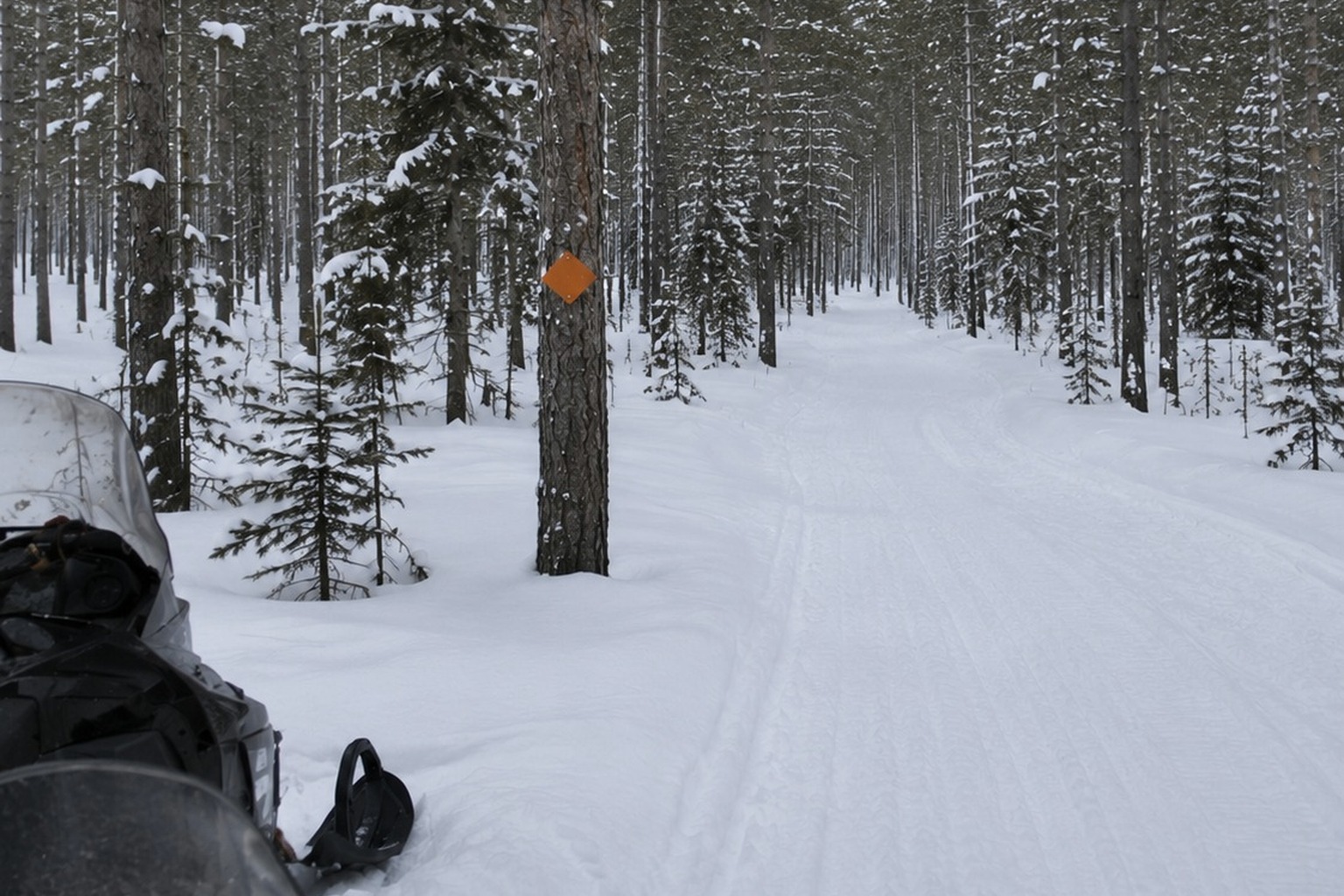 The Snowmobile Trail Marker Photo With A Tall Shape Beyond The Pines reconstructed scene image 3