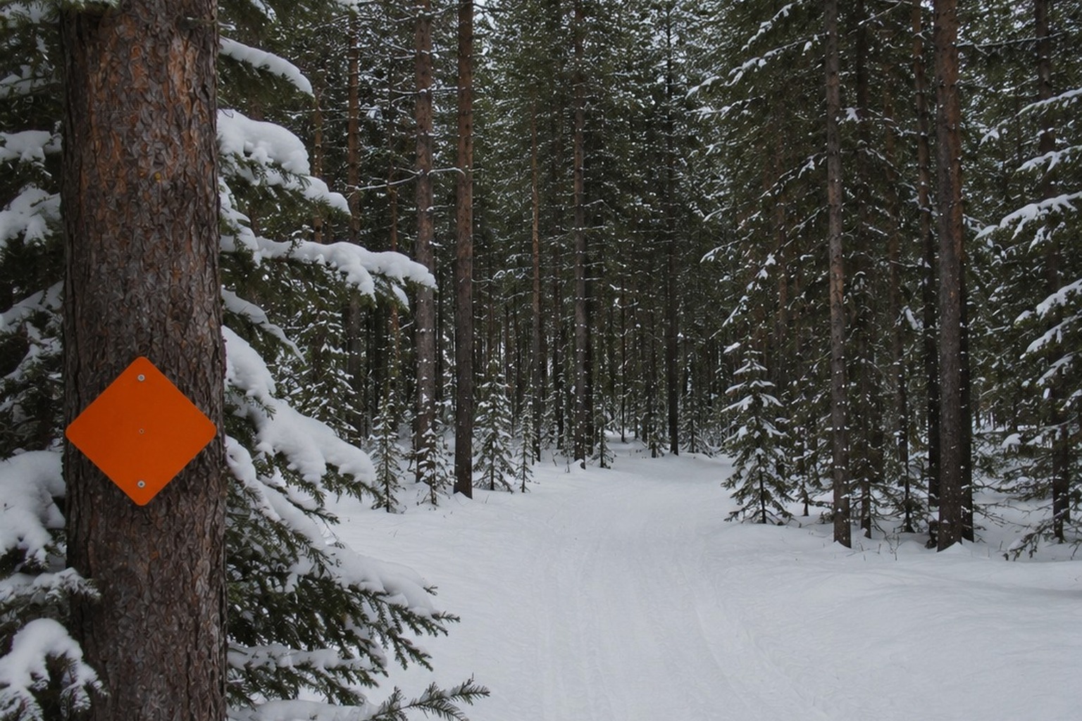 The Snowmobile Trail Marker Photo With A Tall Shape Beyond The Pines reconstructed scene image 4