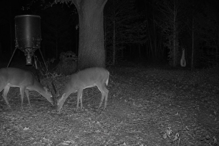 The Trail Camera That Showed A White Dress Behind The Deer Feeder
