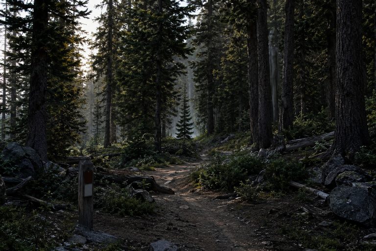 The Campground Trail Camera Showed A Tall Figure Watching From Behind The Pines