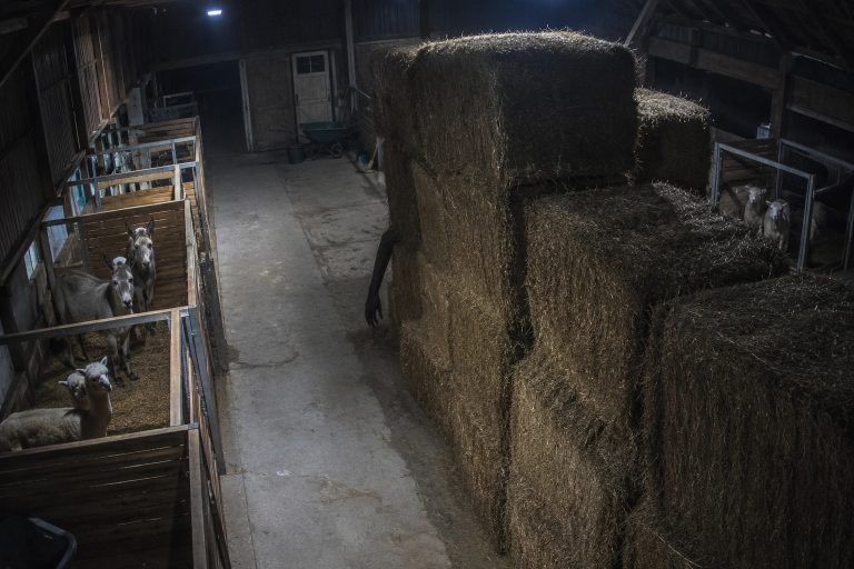 Editorial recreation of the Closed Petting Zoo Barn Camera Showed A Long-Limbed Thing Crawling Behind The Hay Bales story, image 1.