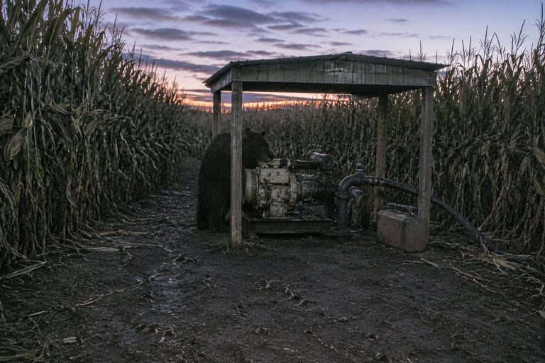 Editorial recreation of the Corn Maze Trail Camera Showed A Hairy Figure Ducking Behind The Irrigation Pump story, image 1.