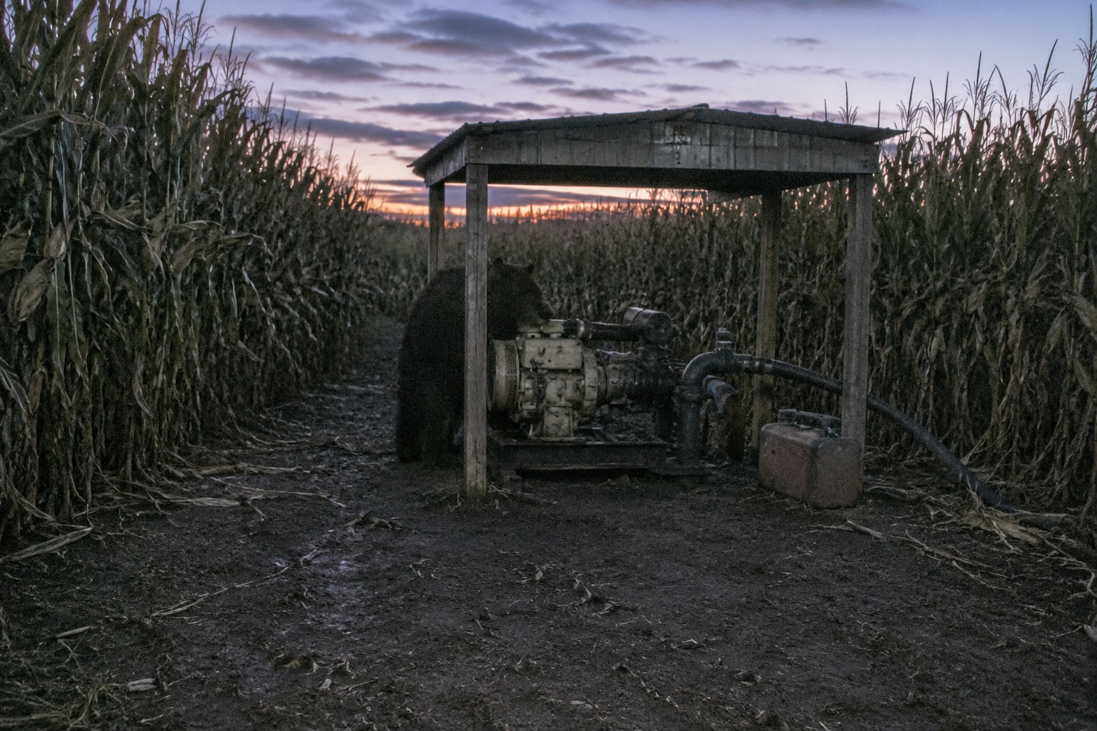 Editorial recreation of the Corn Maze Trail Camera Showed A Hairy Figure Ducking Behind The Irrigation Pump story, image 1.