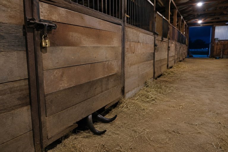 Editorial recreation of the Fairground Horse Barn Camera Saw Horns Under The Empty Stall Door story, image 1.
