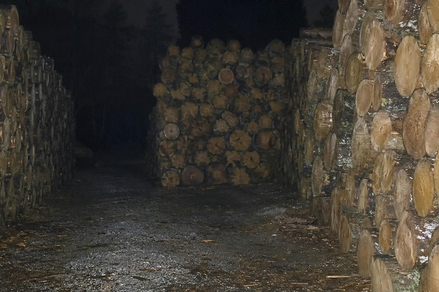 The Firewood Yard Trail Camera Showed A Massive Shape Behind The Stacked Oak Rounds reconstructed scene image 1