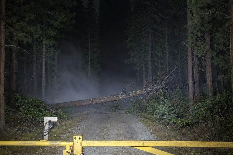 The Forest Fire Road Gate Camera Showed A Massive Shape Behind The Fallen Pine