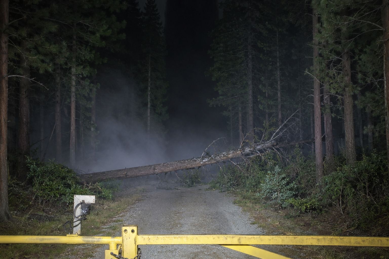 The Forest Fire Road Gate Camera Showed A Massive Shape Behind The Fallen Pine