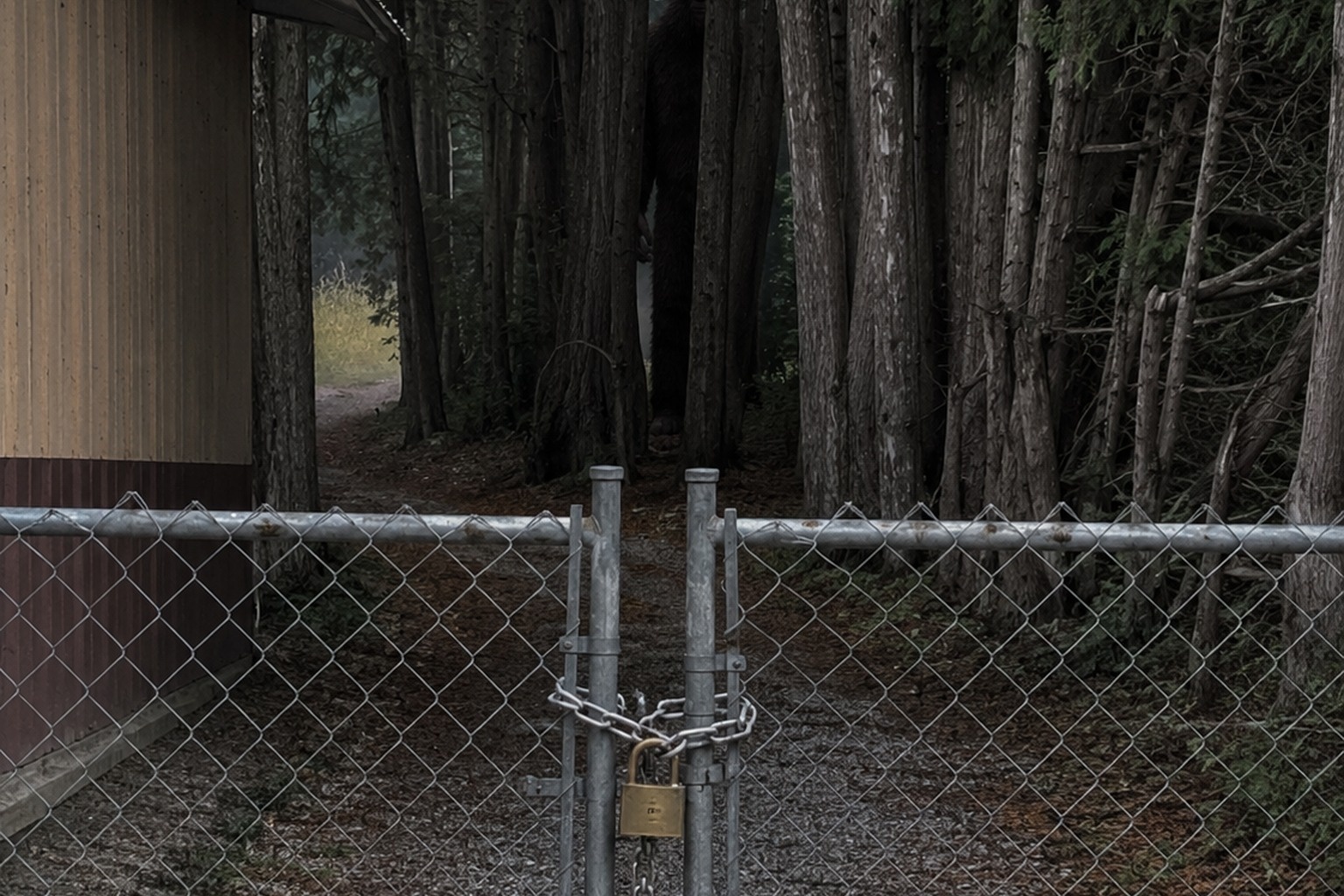 Editorial recreation of the Trail Camera Caught Bigfoot Watching From The Cedar Trees Behind The Bait Shop story, image 1.