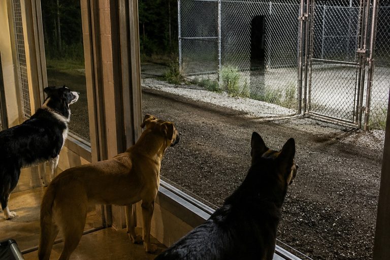 Editorial recreation of the Wildlife Rehab Night Camera Showed Every Dog Staring Into The Empty Quarantine Run story, image 1.